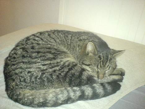 Huskat Bertram *R.I.P* - dejligt at sove i sengen billede 1