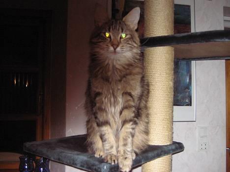 Norsk Skovkat Mi-Chi's Frederik (frede) billede 20