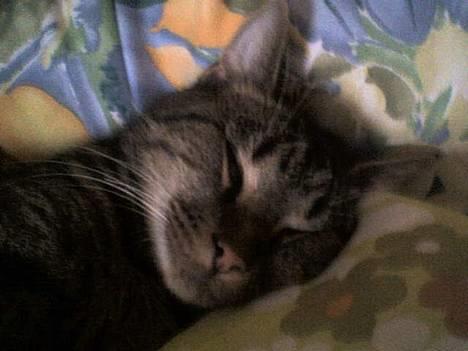 Blanding af racer Felix - Smukke Felix billede 1