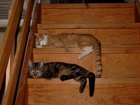 Blanding af racer Felix - Felix og Venus xP billede 3