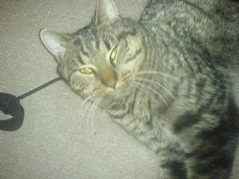 Huskat Bertram *R.I.P* billede 2