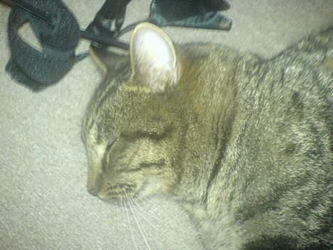 Huskat Bertram *R.I.P* - slapper af billede 3