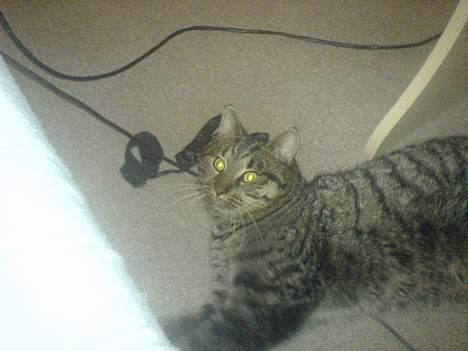 Huskat Bertram *R.I.P* - nusser lige lidt med ledningen til computeren billede 4