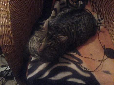 Huskat Bertram *R.I.P* - Bertram i hans stol, bliver meget sur hvis der er nogen som sidder i den:) billede 5