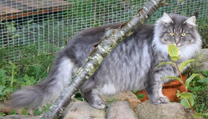 Norsk Skovkat Abilgel "RIP" billede 1