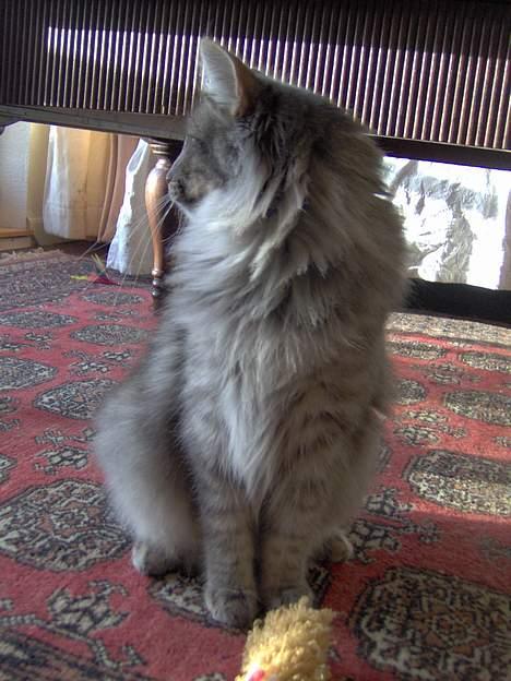 Norsk Skovkat Abilgel "RIP" - julen 2006 billede 2