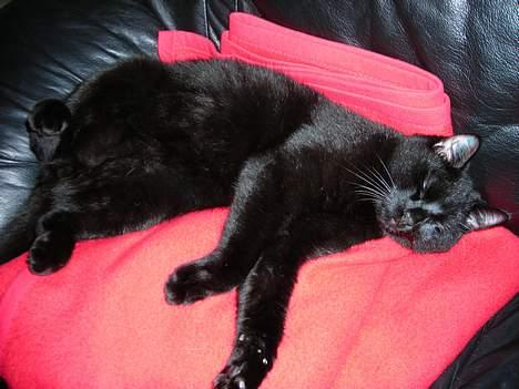 Huskat Kazpar billede 9