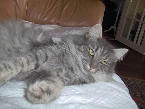 Norsk Skovkat Abilgel "RIP" billede 3