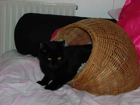 Huskat Kazpar billede 11