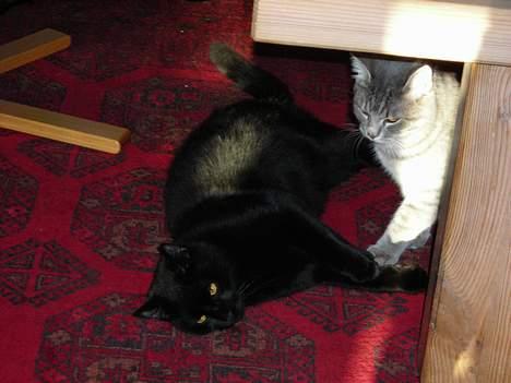 Huskat Kazpar - Kazpar og Mickey billede 12