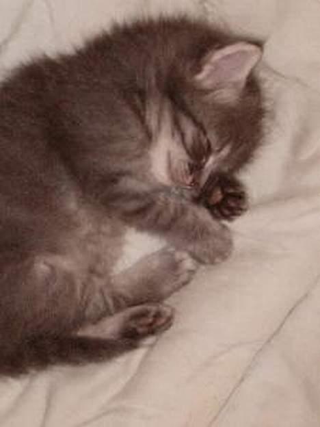 Norsk Skovkat Abilgel "RIP" - 4 uger billede 4