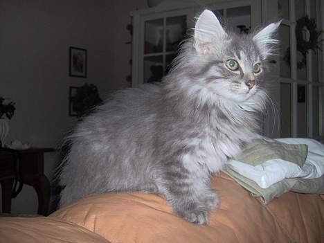 Norsk Skovkat Abilgel "RIP" - 3 mdr. billede 5