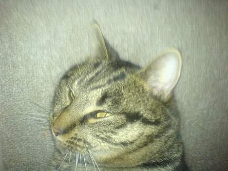 Huskat Bertram *R.I.P* billede 6