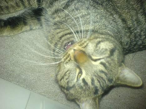 Huskat Bertram *R.I.P* - midt i et gab :o) billede 7