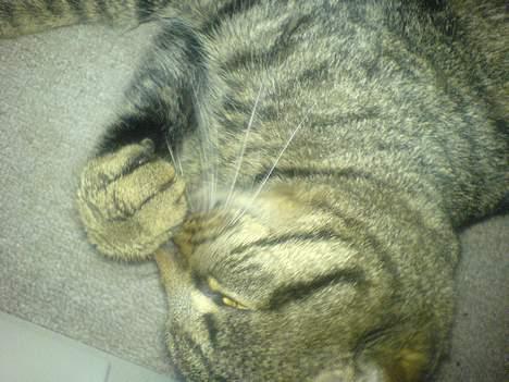 Huskat Bertram *R.I.P* - så skal der vaskes :o) billede 8
