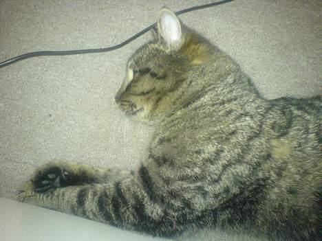 Huskat Bertram *R.I.P* billede 9