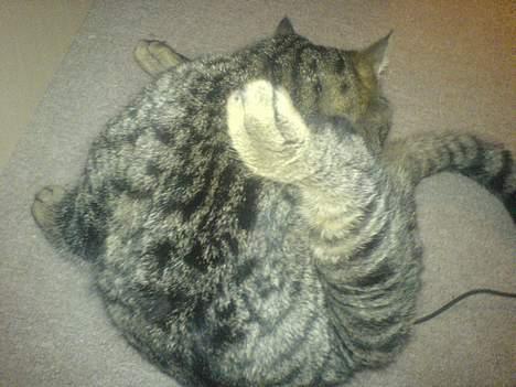 Huskat Bertram *R.I.P* - mere vask :o) billede 10