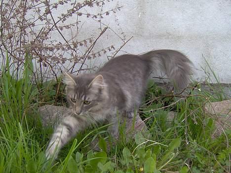 Norsk Skovkat Abilgel "RIP" - Når Abi er ude, gå rovdyret op i hende billede 13