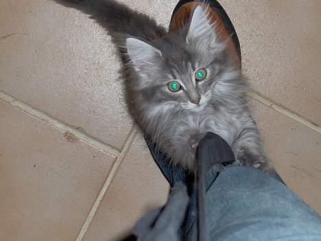 Norsk Skovkat Abilgel "RIP" - tag mig op billede 14