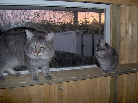 Norsk Skovkat Abilgel "RIP" - far og datter billede 15