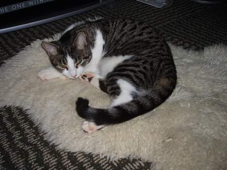 Huskat Gabanna billede 7