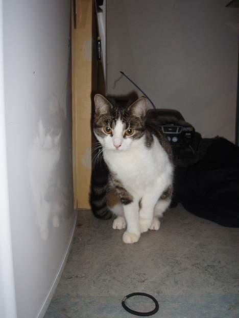 Huskat Gabanna billede 8