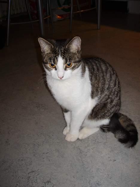 Huskat Gabanna billede 9