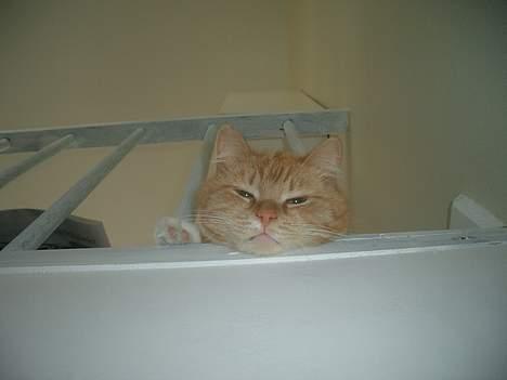 Huskat Mallie billede 1