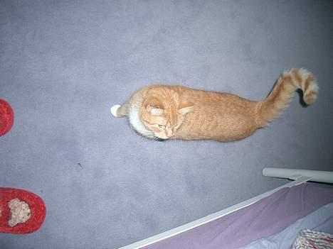 Huskat Mallie billede 3