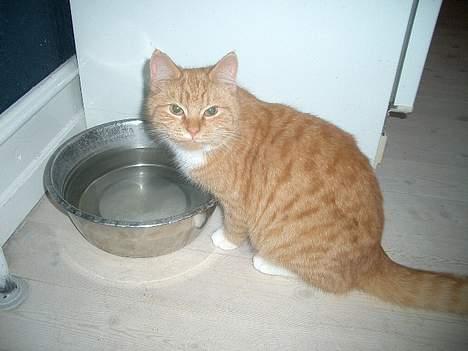 Huskat Mallie billede 4