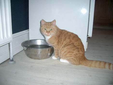 Huskat Mallie billede 5