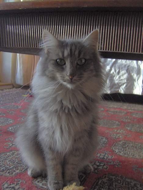 Norsk Skovkat Abilgel "RIP" billede 16