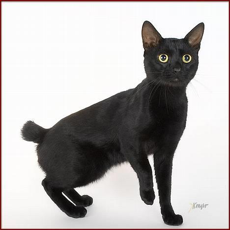 Japanese Bobtail Majutsu  billede 1