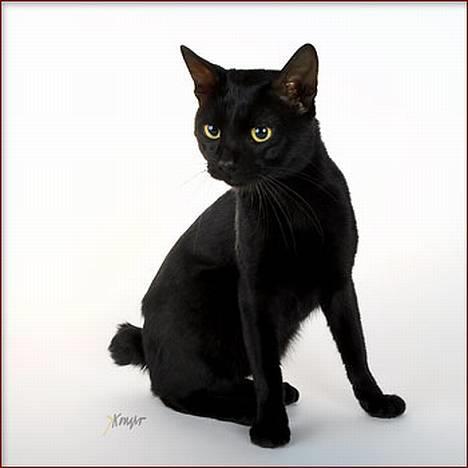 Japanese Bobtail Majutsu  billede 2