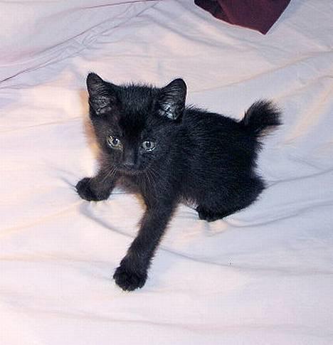 Japanese Bobtail Majutsu  billede 3