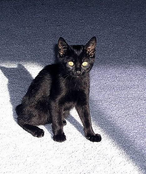 Japanese Bobtail Majutsu  billede 4