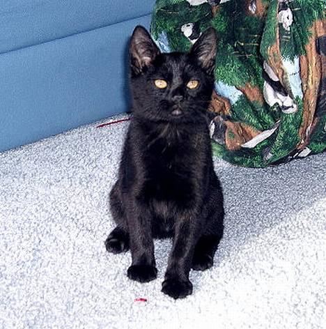 Japanese Bobtail Majutsu  billede 5