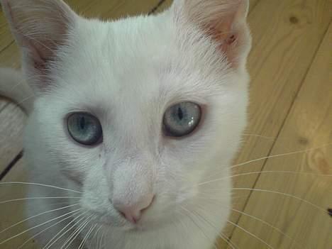 Blanding af racer NimNim R.I.P billede 13