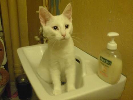 Blanding af racer NimNim R.I.P billede 14