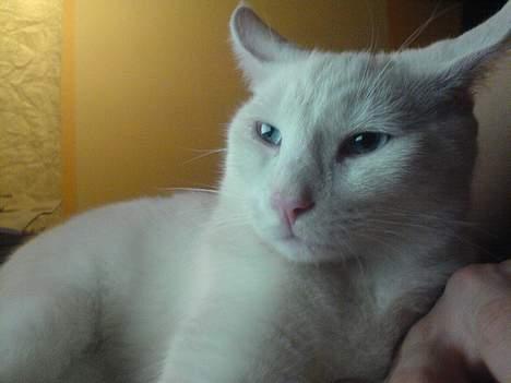 Blanding af racer NimNim R.I.P billede 15