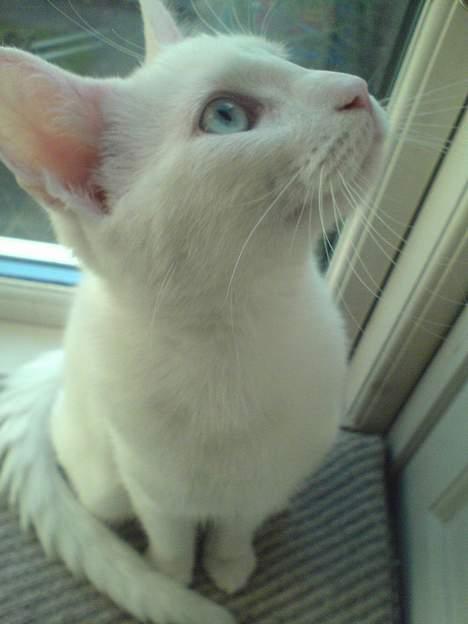 Blanding af racer NimNim R.I.P billede 16