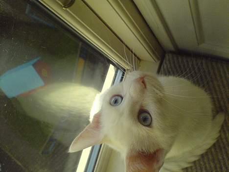 Blanding af racer NimNim R.I.P billede 17