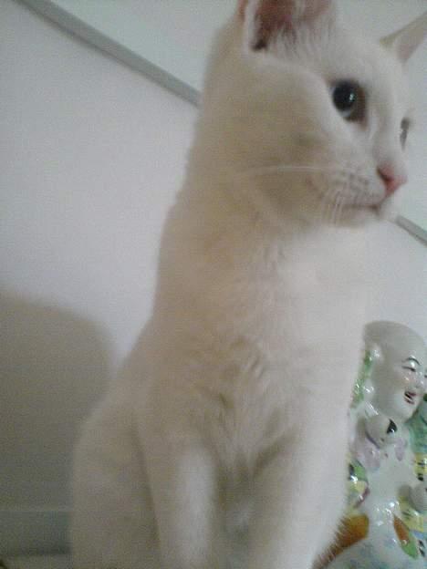 Blanding af racer NimNim R.I.P billede 18