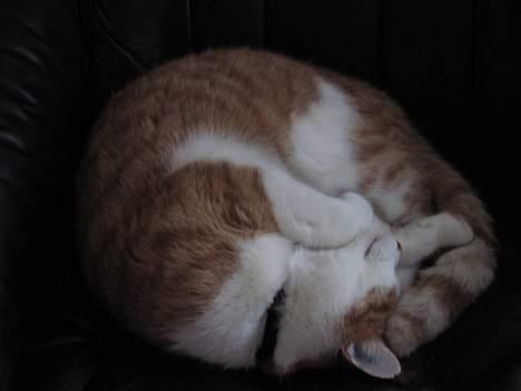 Huskat Oliver billede 1