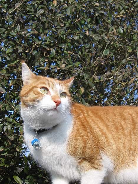 Huskat Oliver billede 2