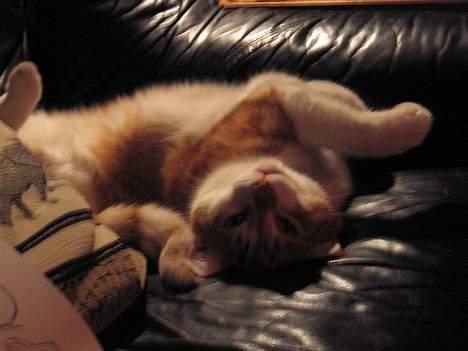 Huskat Oliver billede 3