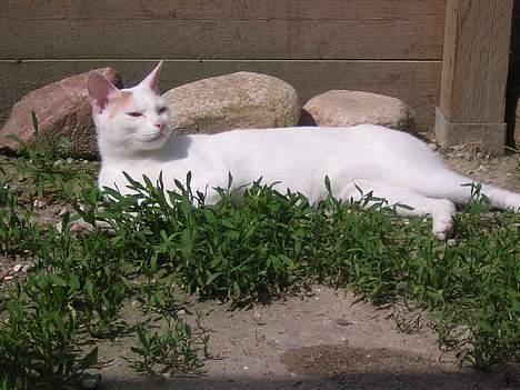 Japanese Bobtail Komachi  billede 1
