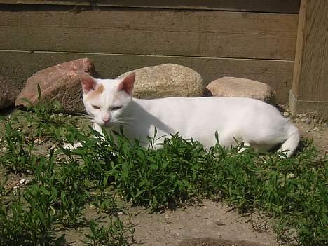 Japanese Bobtail Komachi  billede 2