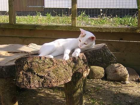 Japanese Bobtail Komachi  billede 3