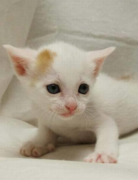 Japanese Bobtail Komachi  billede 4